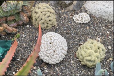 Cactus looks like brain, with brain coral Mammillaria elongata crest (c) Debra Lee Baldwin