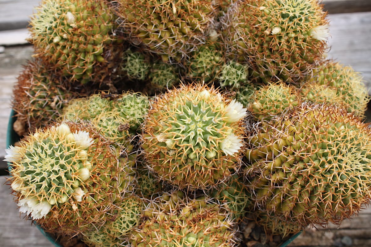 Round cactus Mammillaria 'Madame Marnier' (c) Debra Lee Baldwin