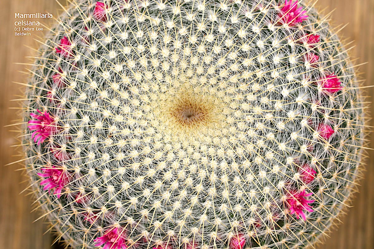 Spiral cactus Mammillaria celsiana (c) Debra Lee Baldwin