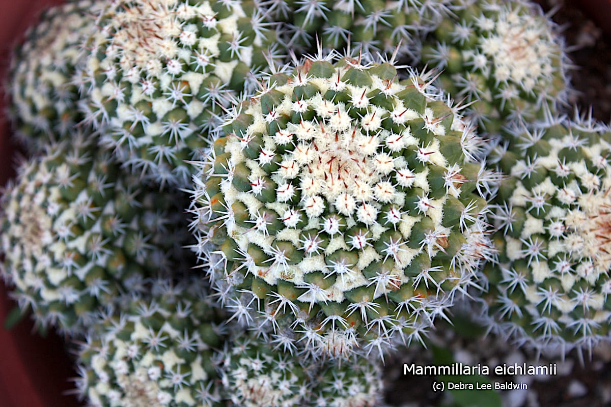Fluffy cactus Mammillaria eichlamii (c) Debra Lee Baldwin