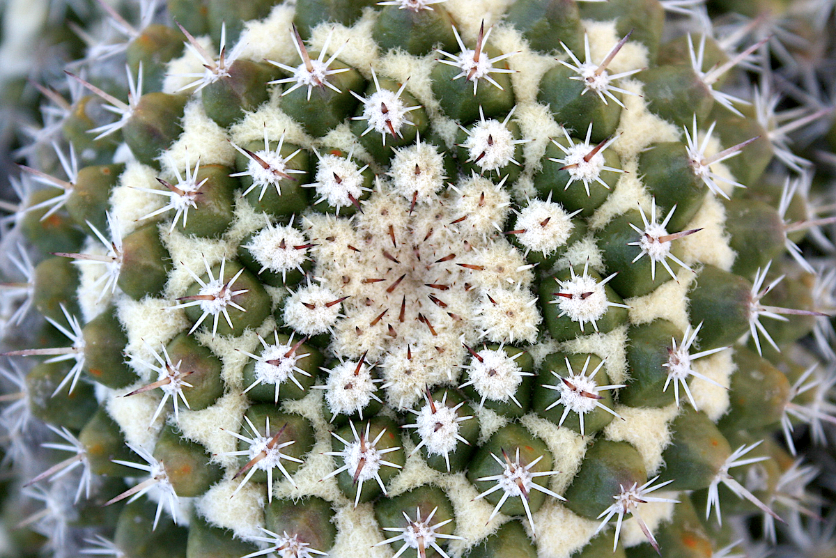 Mammillaria eichlamii with Fibonacci spiral (c) Debra Lee Baldwin