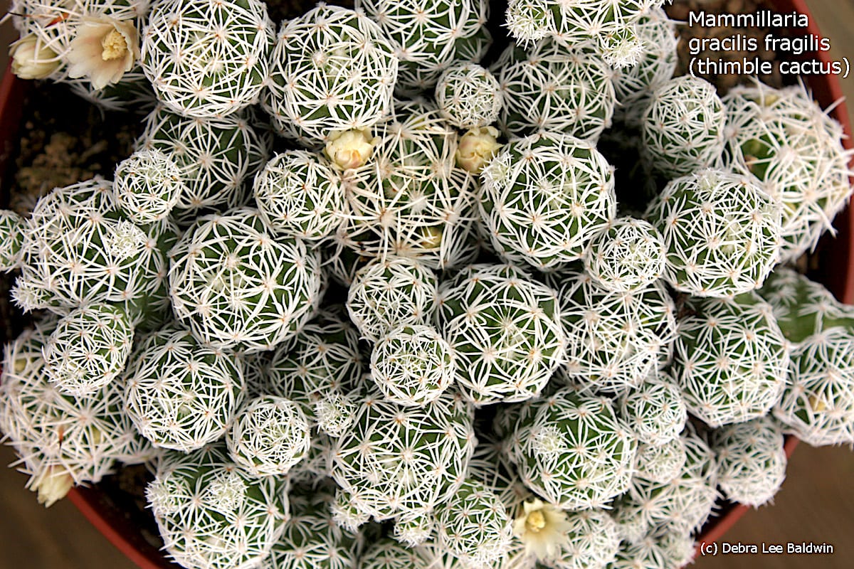 Little round cactus Mammillaria gracilis fragilis (thimble cactus) (c) Debra Lee Baldwin