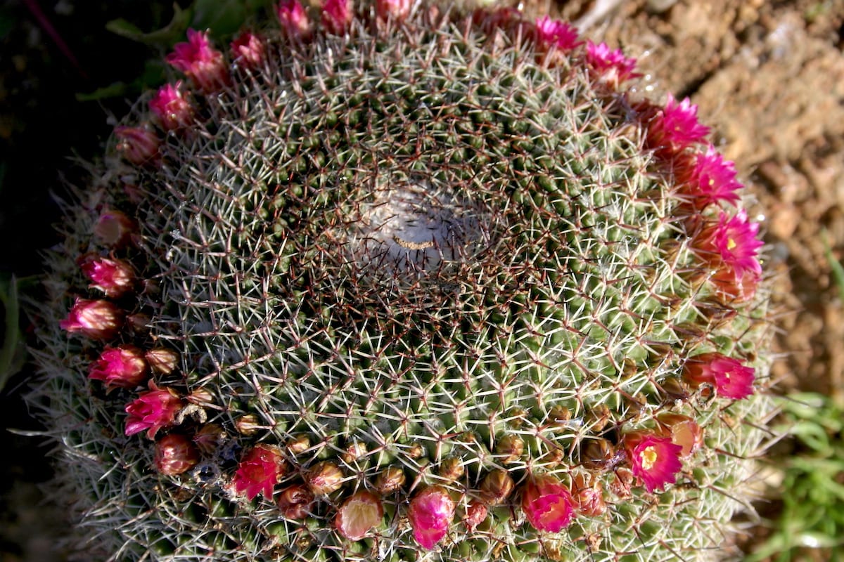 Cactus with crown of flowers Mammillaria mystax (c) Debra Lee Baldwin