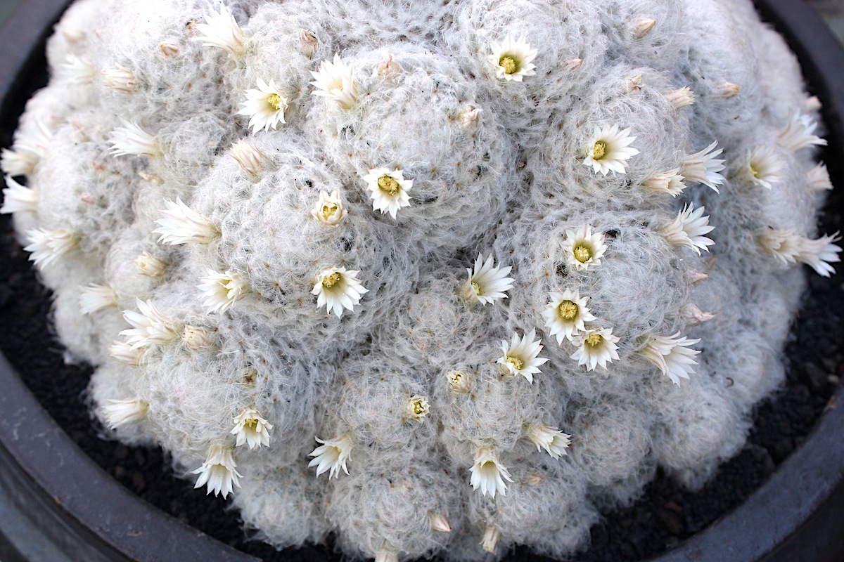 Mammillaria plumosa