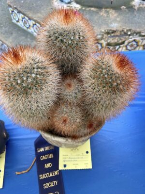 Mammillaria spinosissima at the San Diego Cactus & Succulent Society Show (c) Debra Lee Baldwin