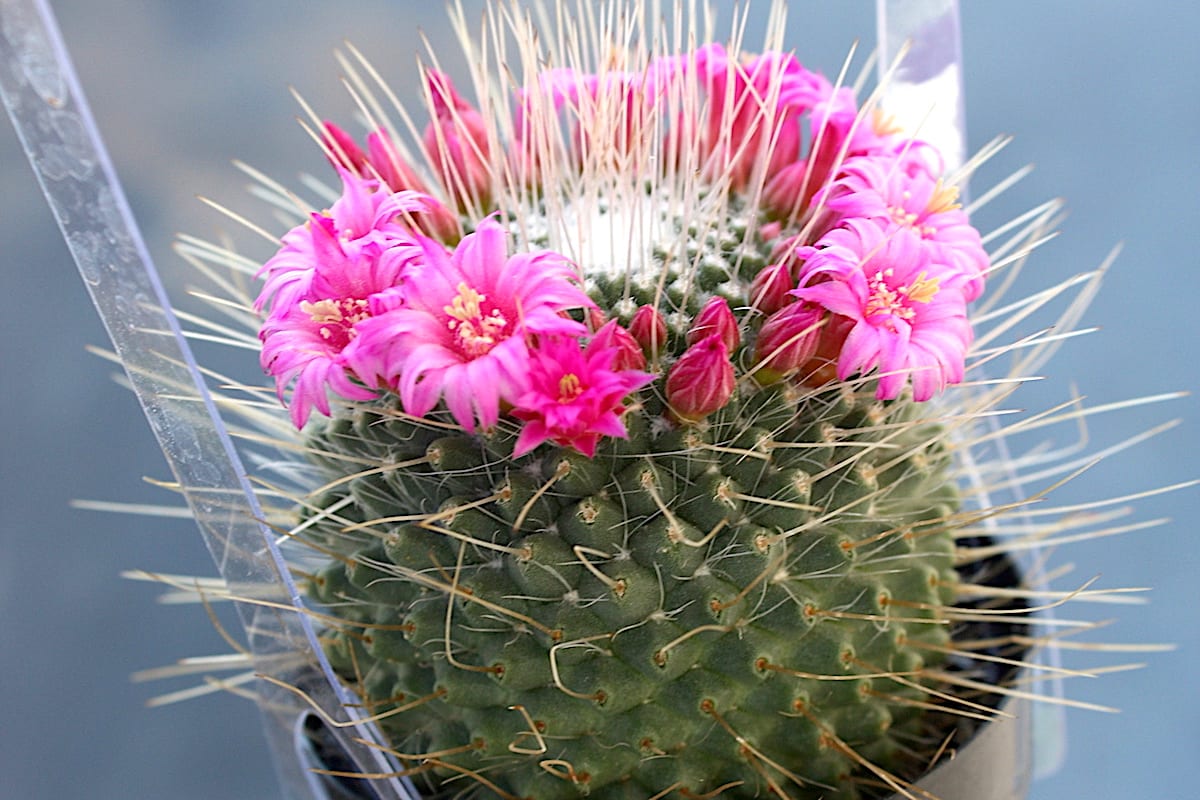 Pink crown cactus Mammillaria spinosissima (c) Debra Lee Baldwin 'Un Pico'