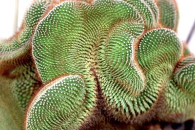 Mammillaria spinosissima crest looks like a furry green python (c) Debra Lee Baldwin