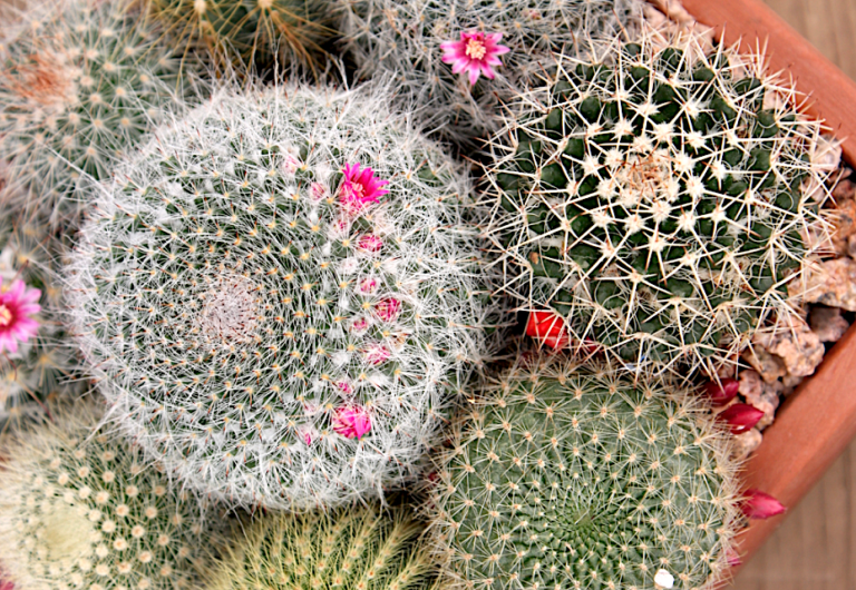 Succulents with Fibonacci Spirals