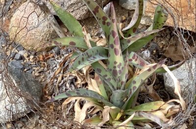 Succulent with red-spotted leaves Mangave (c) Debra Lee Baldwin