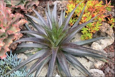 Shiny green and purple agavelike succulent Mangave 'Jaguar' (c) Debra Lee Baldwin