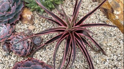 Spiderlike purple and pink succulent Mangave 'Kaleidoscope' (c) Debra Lee Baldwin