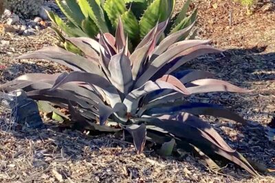 Large purple agave-like succulent Mangave 'Mission to Mars' (c) Debra Lee Baldwin