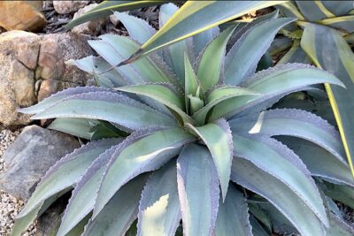 Succulent looks like an agave, blue-green with purple edges Mangave 'Queen for a Day' (c) Debra Lee Baldwin