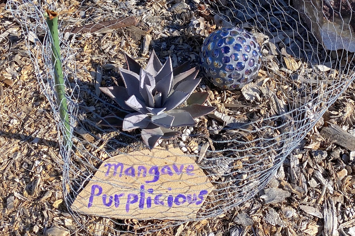 How to protect plants from rabbits: Chicken wire (c) Debra Lee Baldwin