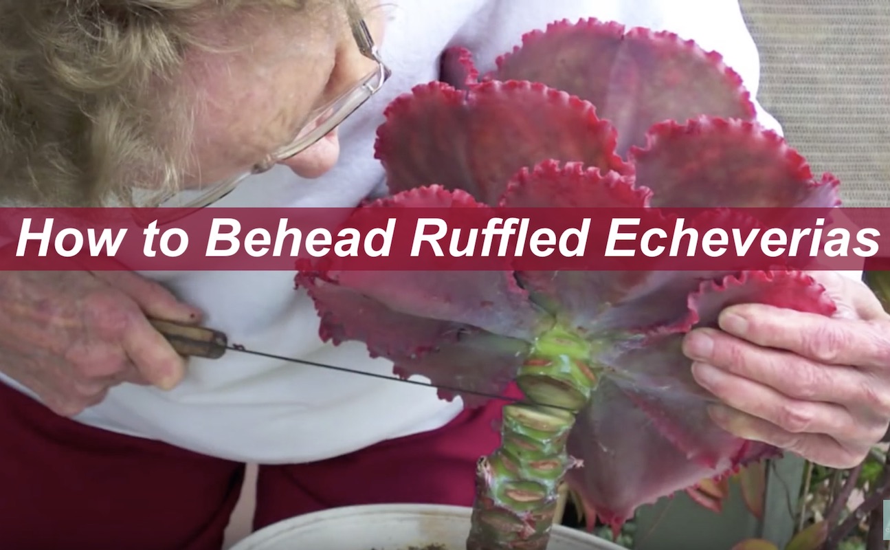 How to Behead Ruffled Echeverias video 