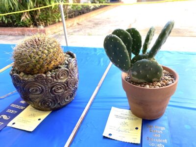 Matucana aurantiaca and Opuntia at the San Diego Cactus & Succulent Society Show (c) Debra Lee Baldwin
