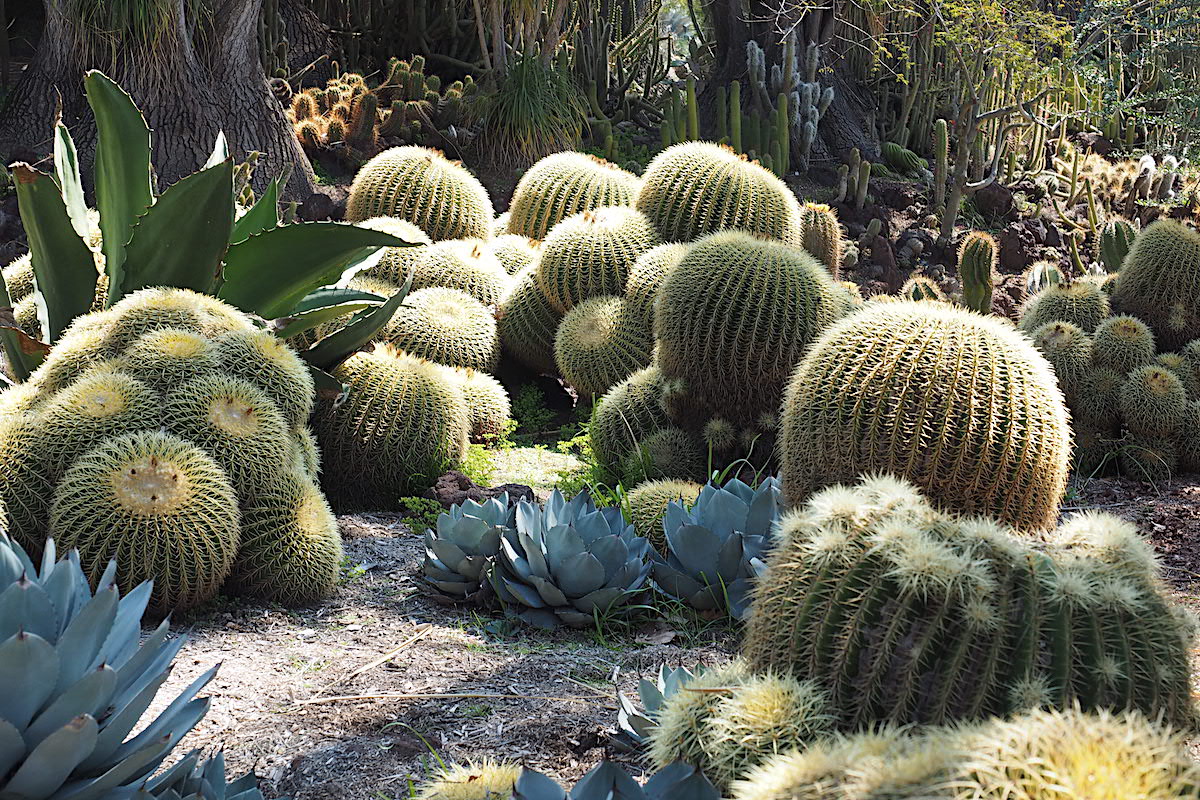 Mature barrel cactus