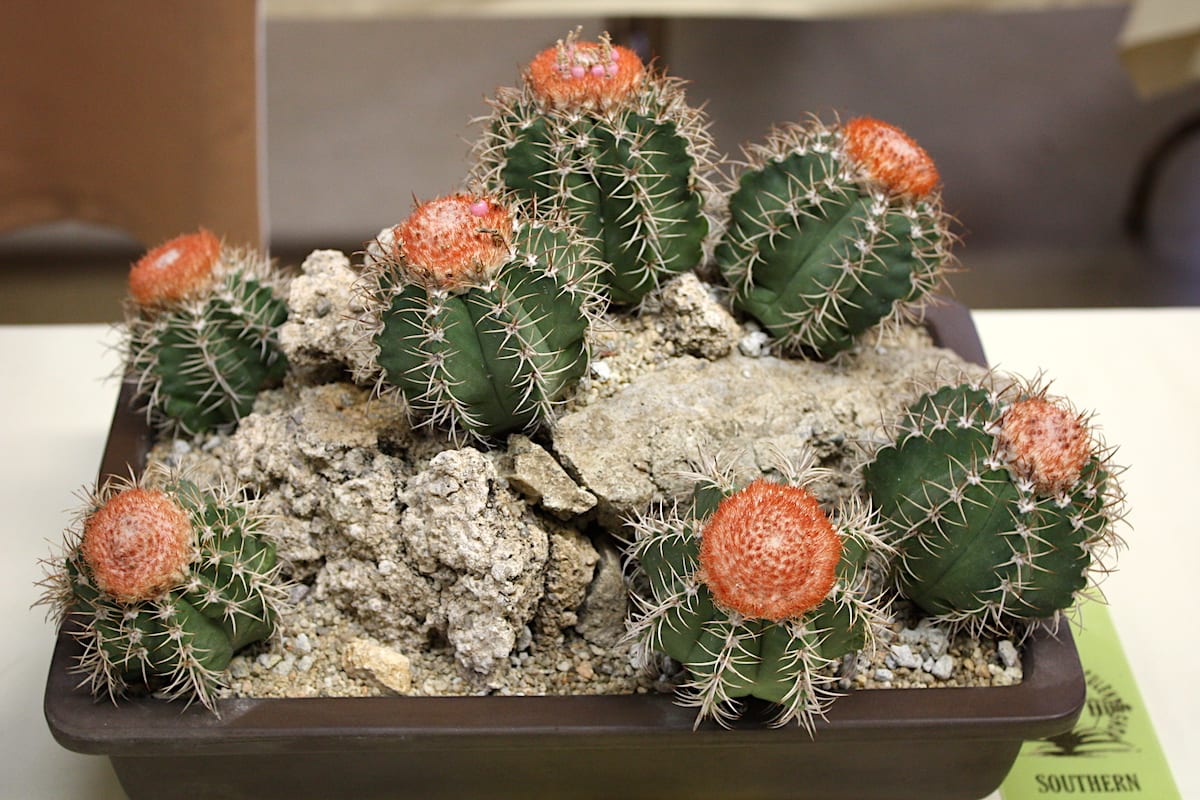 Orange top cactus Melocactus matanzanus (c) Debra Lee Baldwin