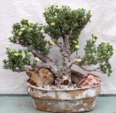 Succulent bonsai ice plant by Rudy Lime (c) Debra Lee Baldwin