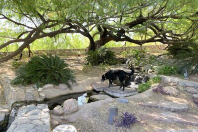 Mesquite tree, cycads (c) Debra Lee Baldwin