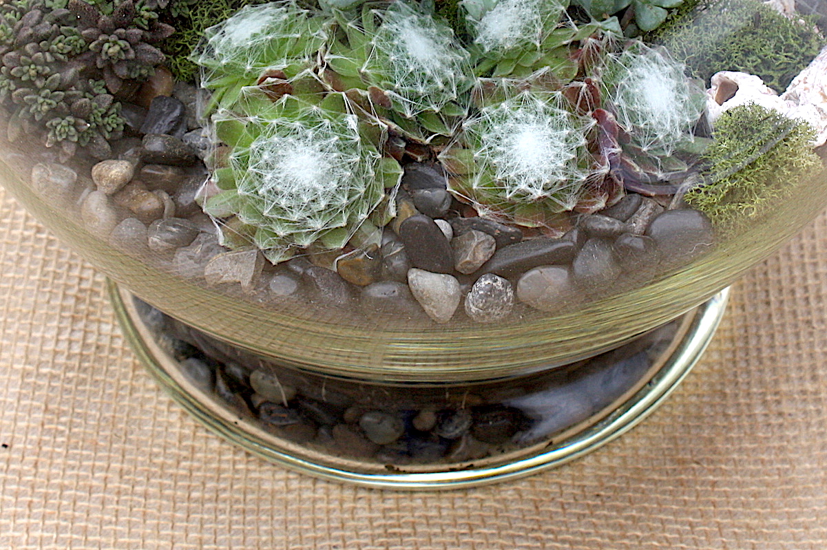 2 Inch, Calcareum Fat Plants San Diego Sempervivum Hens and Chicks Succulent Plants Fully Rooted Succulents in Planter Pots with Soil 