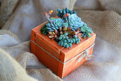 Floral style succulent arrangement in orange box (c) Debra Lee Baldwin
