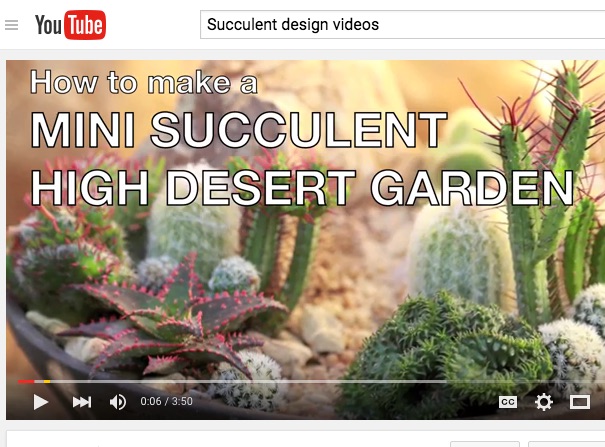 Mini Succulent High Desert Garden video