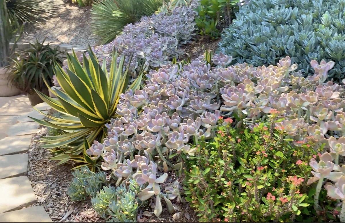 Mixed succulent planting on slope, colorful (c) Debra Lee Baldwin