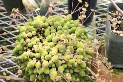 Succulent with small, bumpy, grape like green spheres Monanthes polyphylla