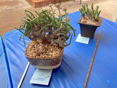Monillaria at the San Diego Cactus & Succulent Society Show (c) Debra Lee Baldwin
