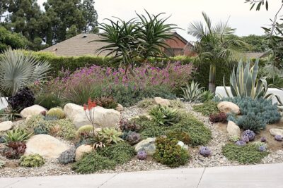 Grow Calandrinia (Cistanthe grandiflora, Purslane) - Debra Lee Baldwin