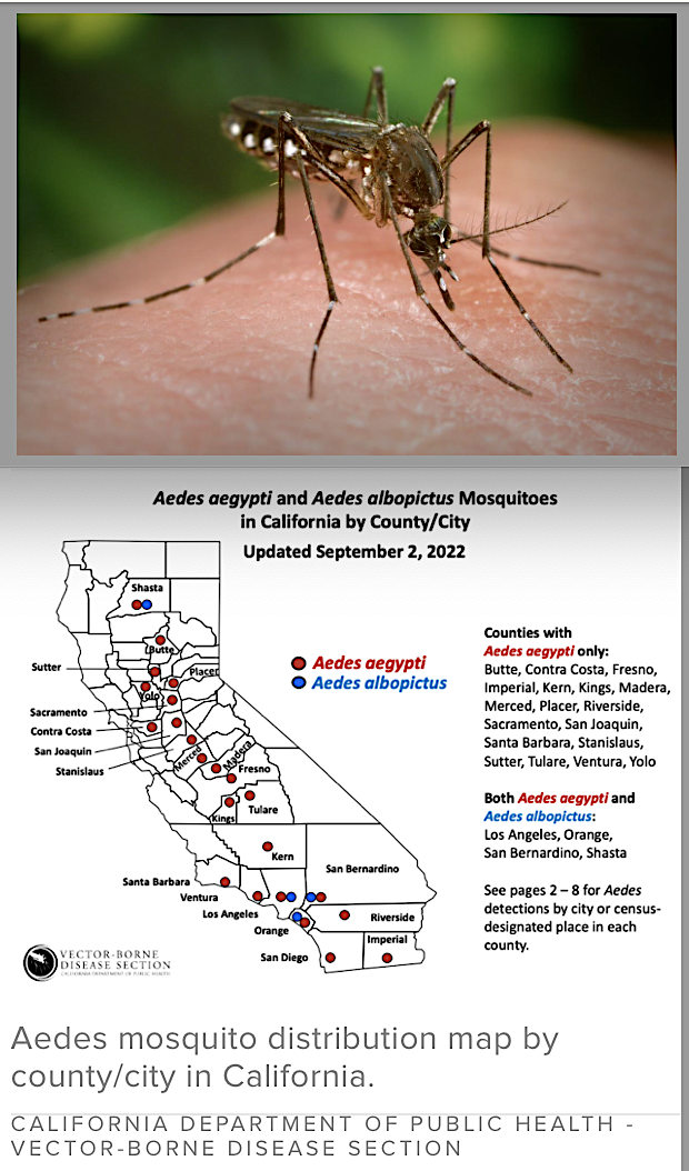 Egyptian mosquito (c) CA Dept. of Public Health