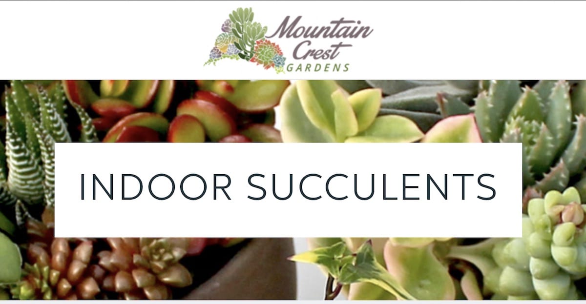Indoor Succulent supplier