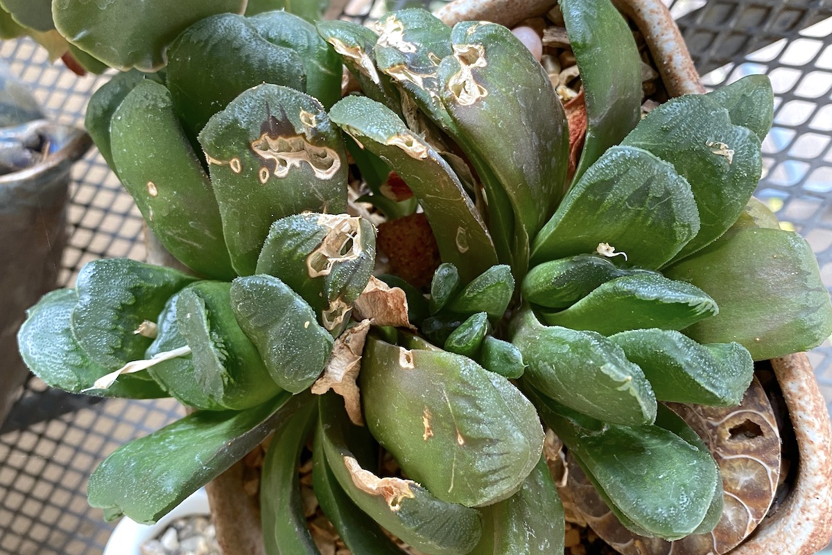 Succulent with mouse damage (c) Debra Lee Baldwin