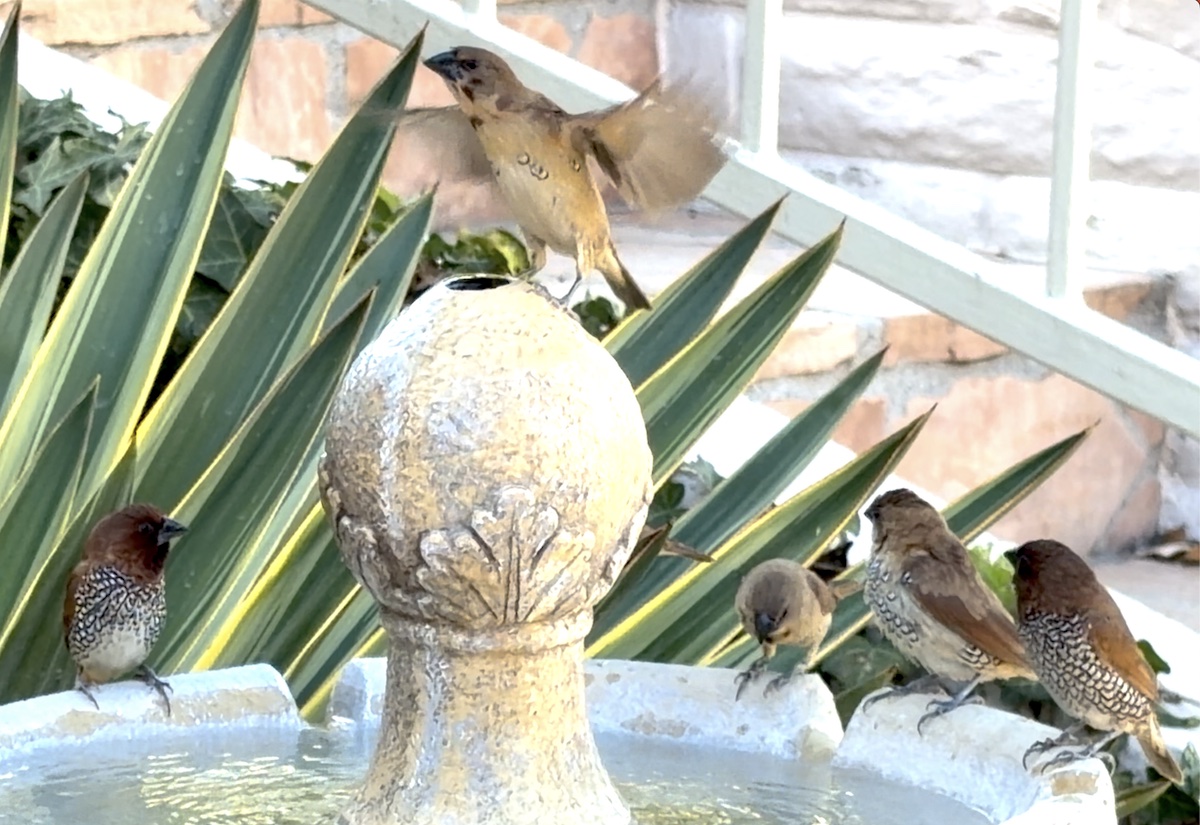 Scaly-brested munia flock at a fountain in Escondido, CA (c) Debra Lee Baldwin
