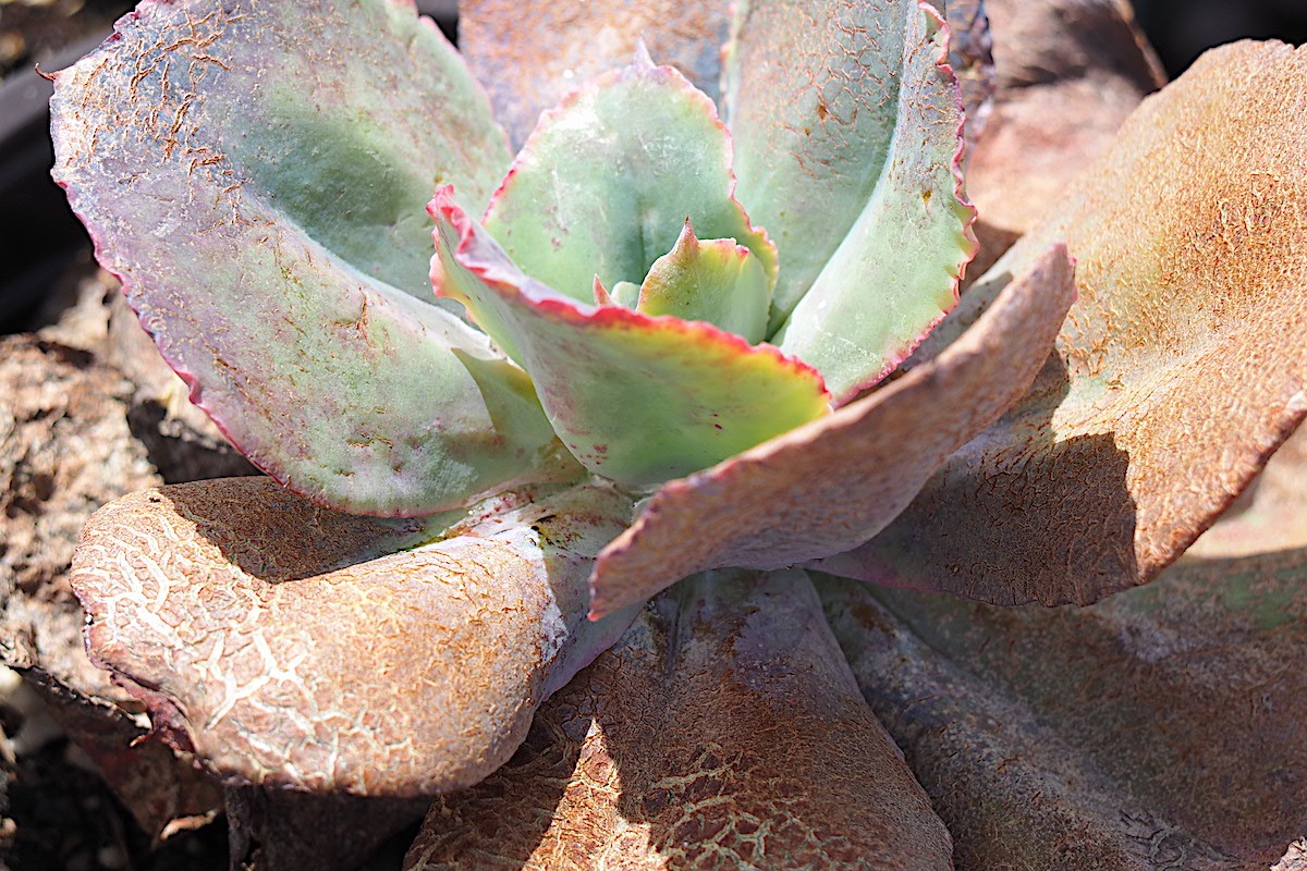 Succulent with cracked, scabby leaves