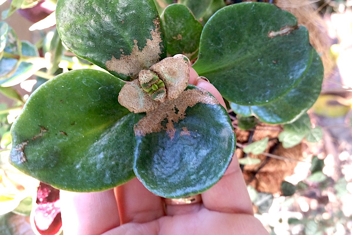 Mycoplasma on crassula (c) Debra Lee Baldwin