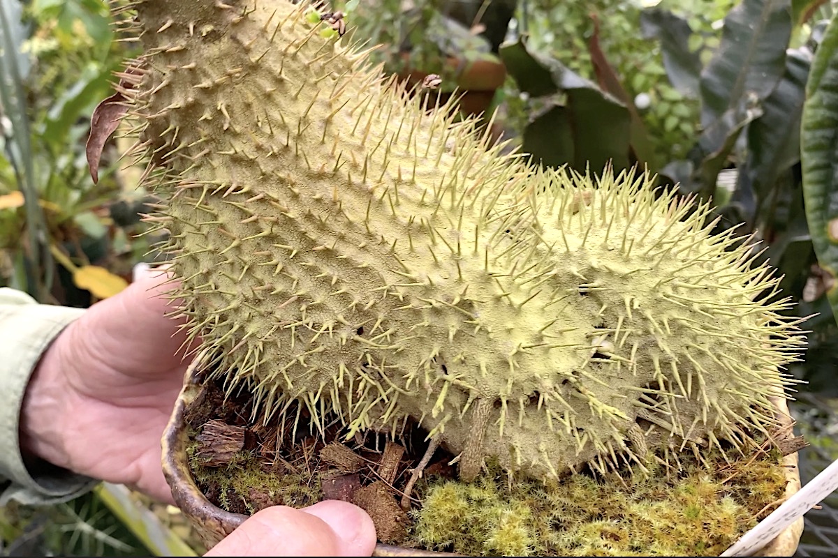 Prickly tropical plant with a symbiotic relationship with ants Myrmecodia tuberosa