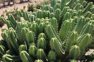 Myrtillocactus geometrizans (c) Debra Lee Baldwin