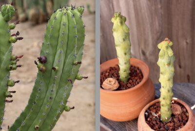 Myrtillocactus geometrizans 'Fukurokuryuzinboku' & monstrose (boobie cactus) (c) Debra Lee Baldwin