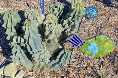 Lumpy blue cactus Myrtillocactus geometrizans, monstrose (c) Debra Lee Baldwin