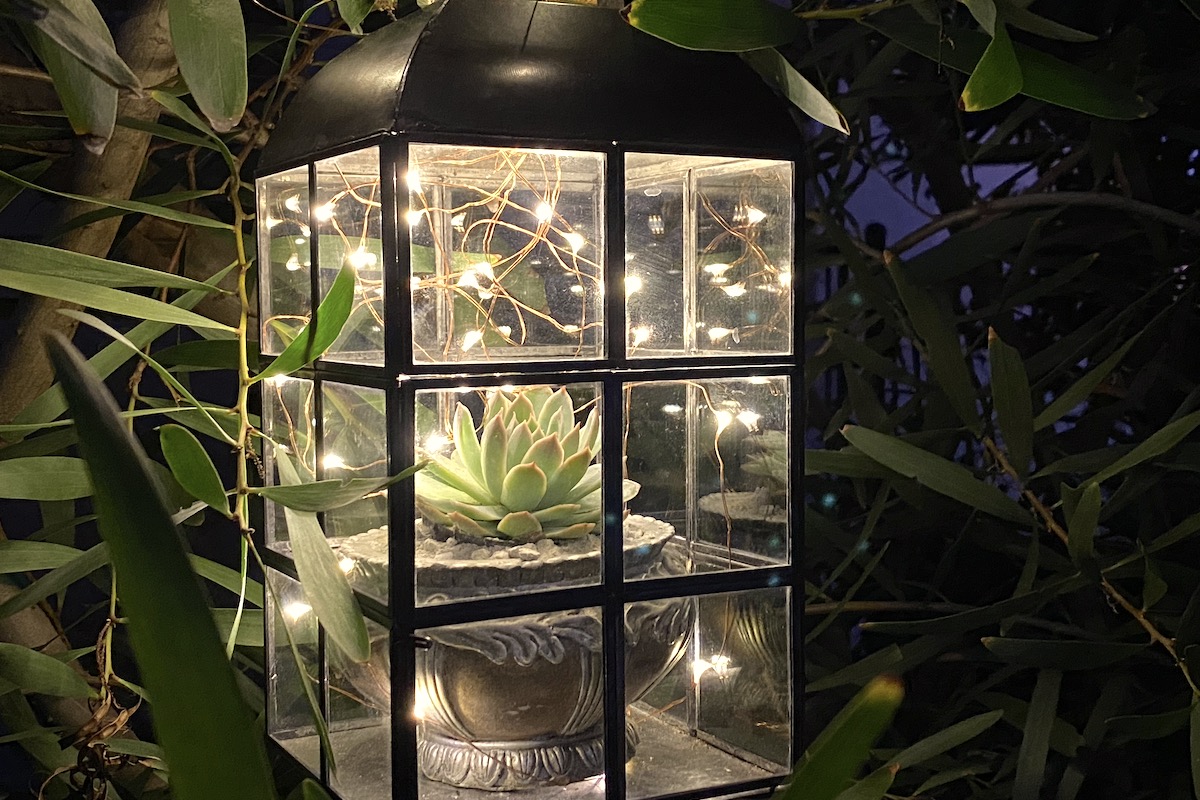 Succulent lantern at night