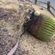 Barrel cactus fell over (c) Debra Lee Baldwin