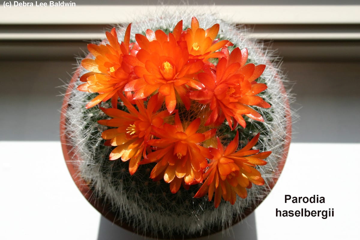 Orange flower Notocactus (Parodia) haselbergii (c) Debra Lee Baldwin