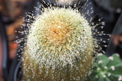 Notocactus (Parodia) leninghausii (golden ball) (c) Debra Lee Baldwin
