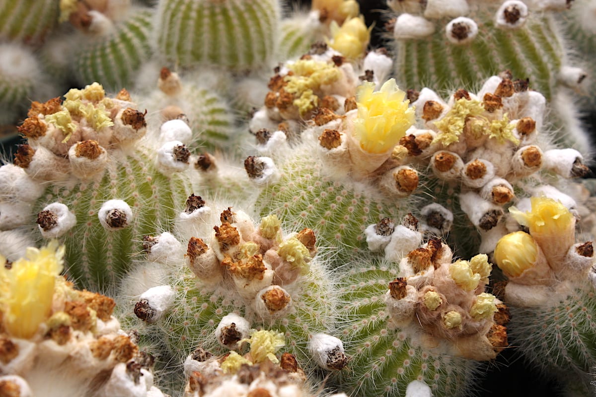 Popcorn cactus Notocactus scopa murielli (c) Debra Lee Baldwin