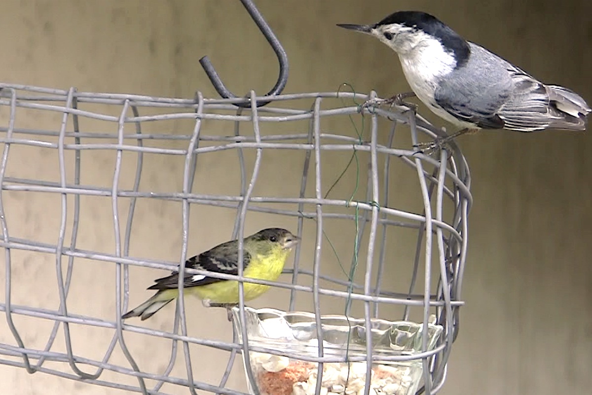 Nuthatch and goldfinch at feeder (c) Debra Lee Baldwin