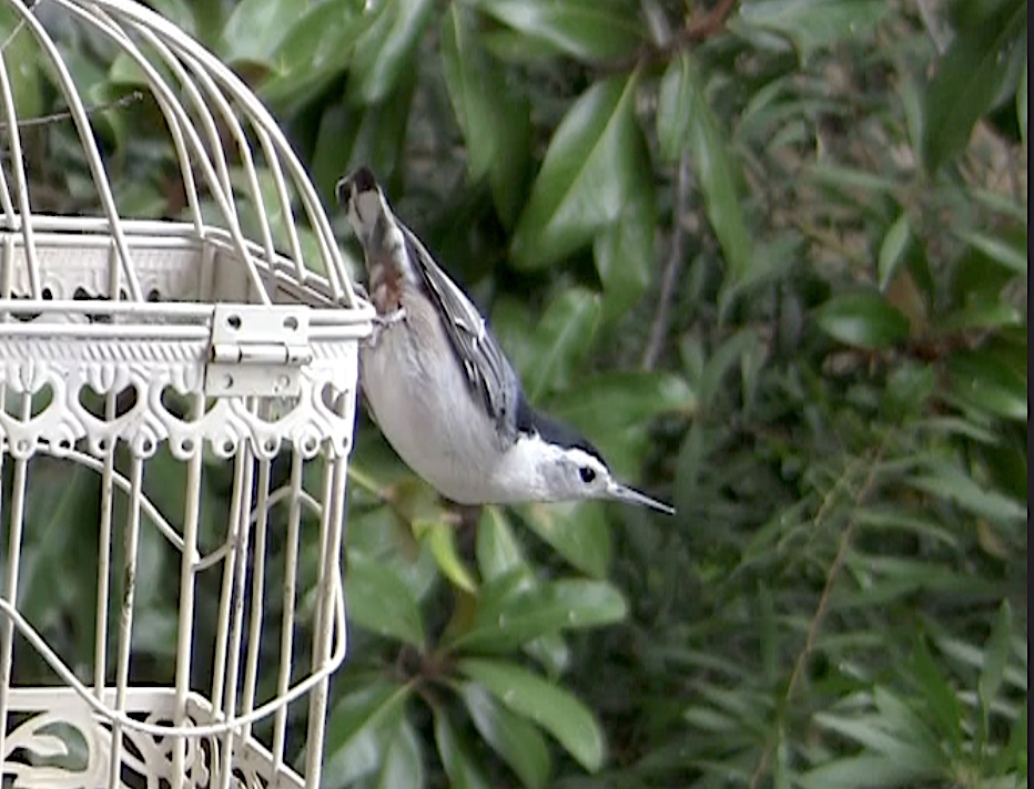 White-breasted nuthatch