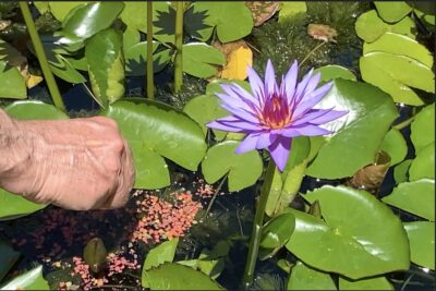Blue purple waterlily Nymphaea 'Ronda Kay'