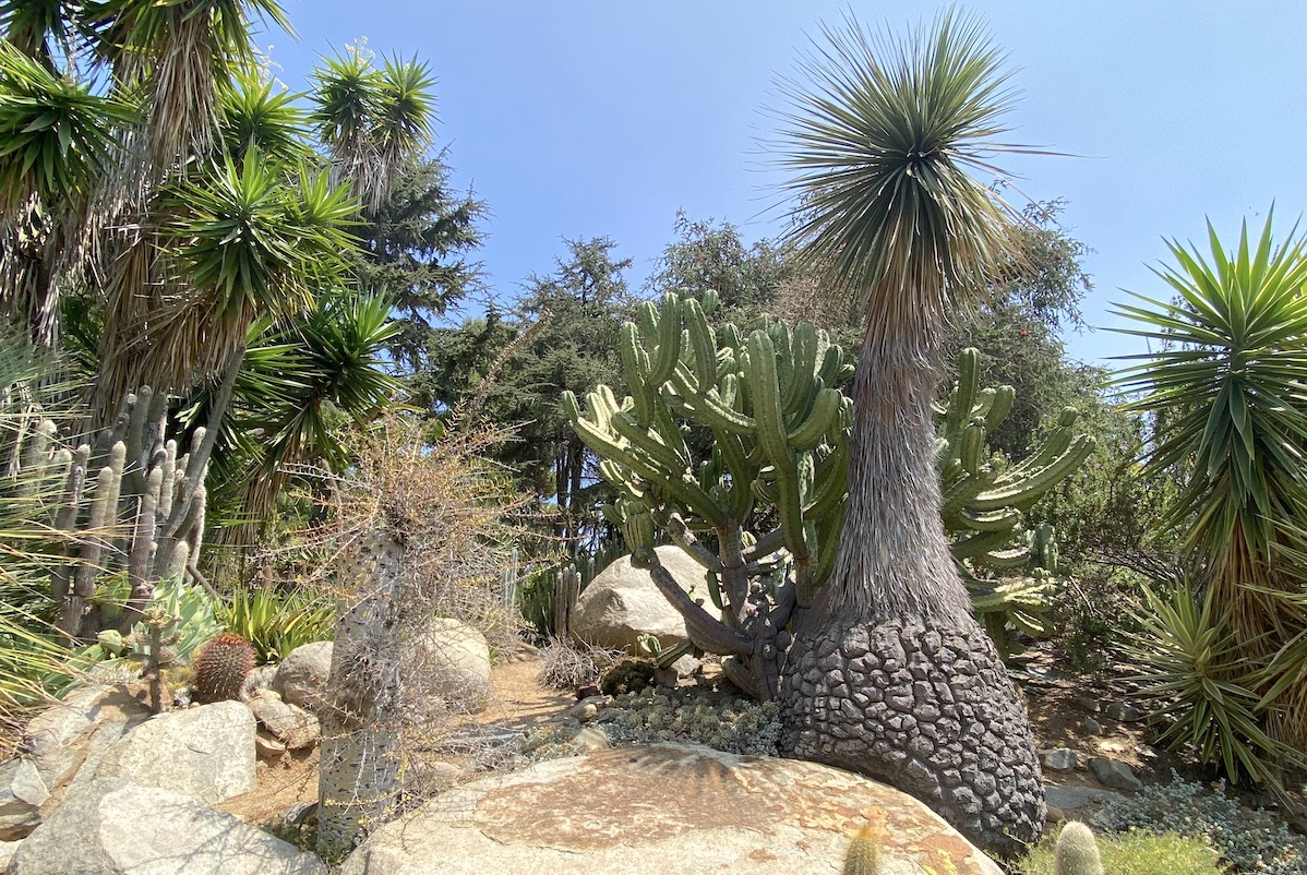 A decades-old Beaucarnea stricta at the Palomar College succulent garden has a magnificent fissured caudex (c) Debra Lee Baldwin